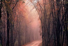 探索深圳天涯社区